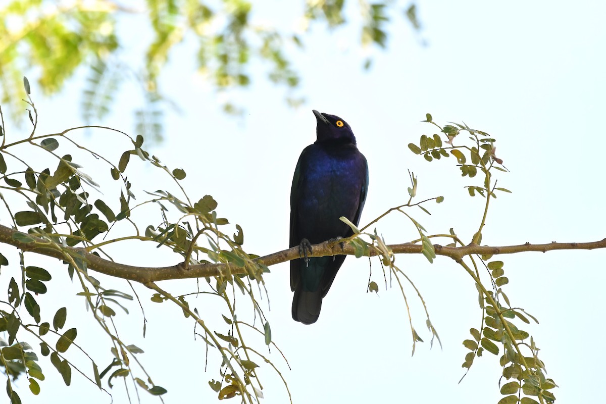 Purple Starling - ML636606722