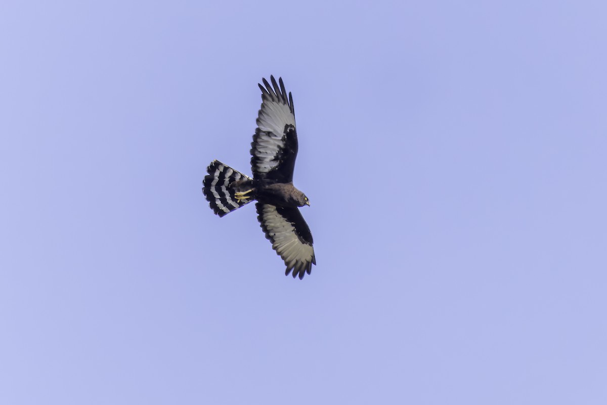Black Harrier - ML636606764