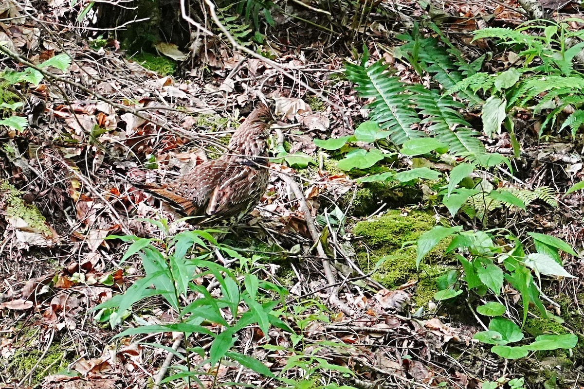 Ruffed Grouse - ML636606784