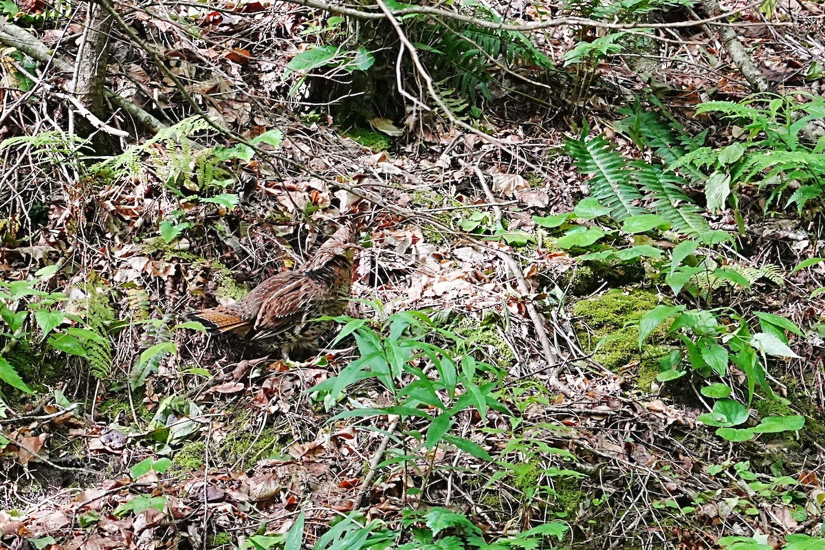 Ruffed Grouse - ML636606785