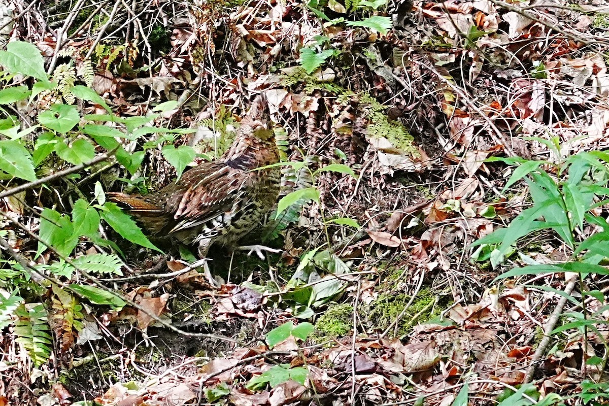 Ruffed Grouse - ML636606808