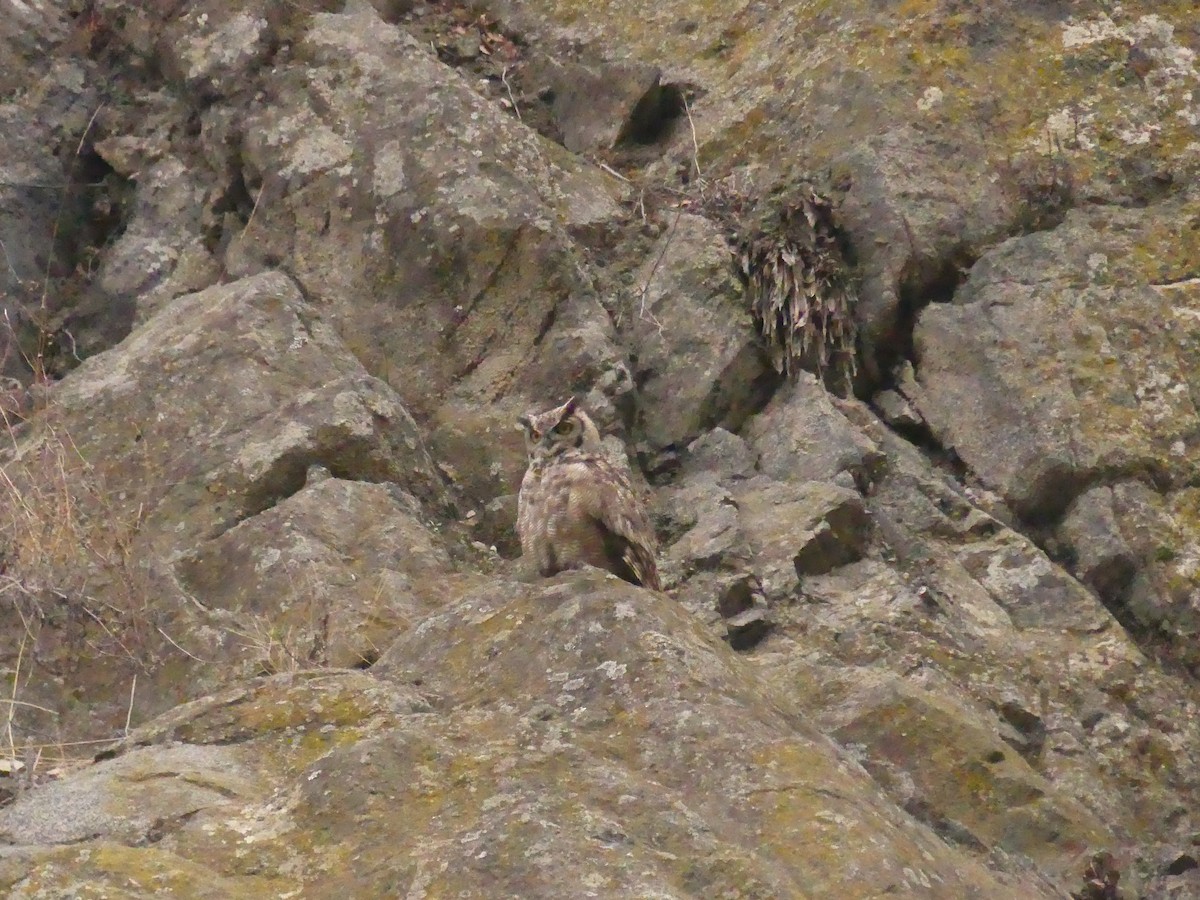 výr magellanský - ML636606821