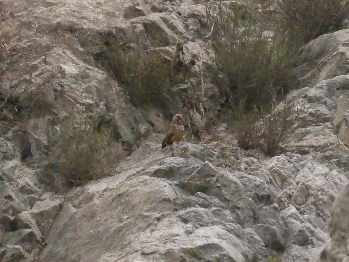 výr magellanský - ML636606823