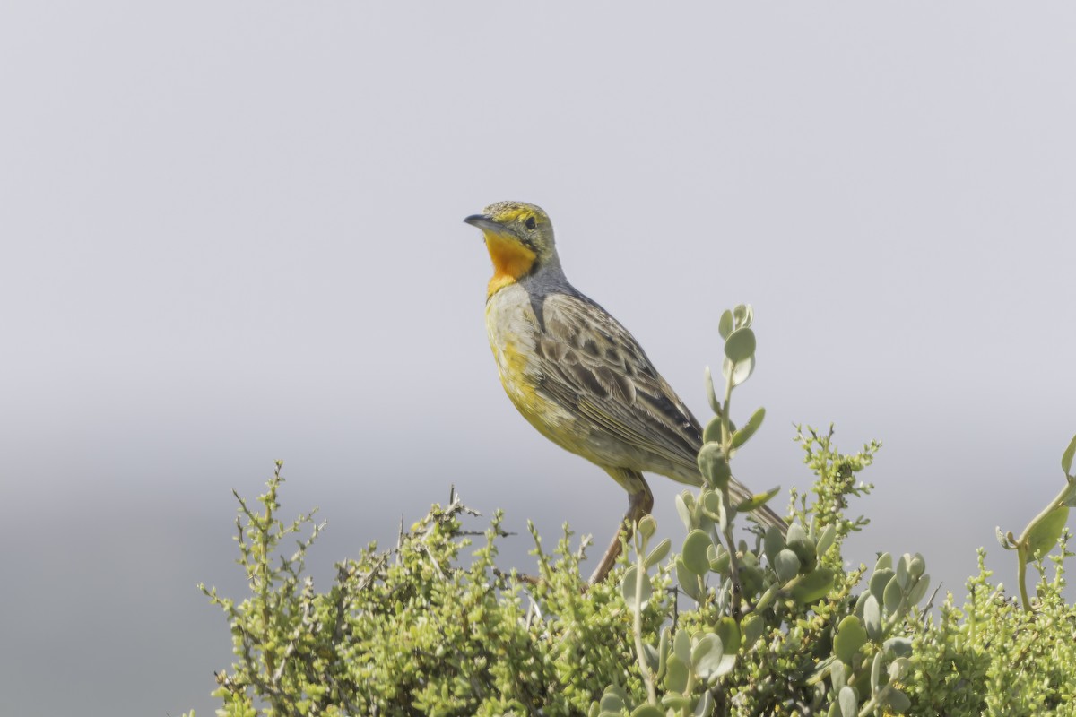 Orange-throated Longclaw - ML636606844