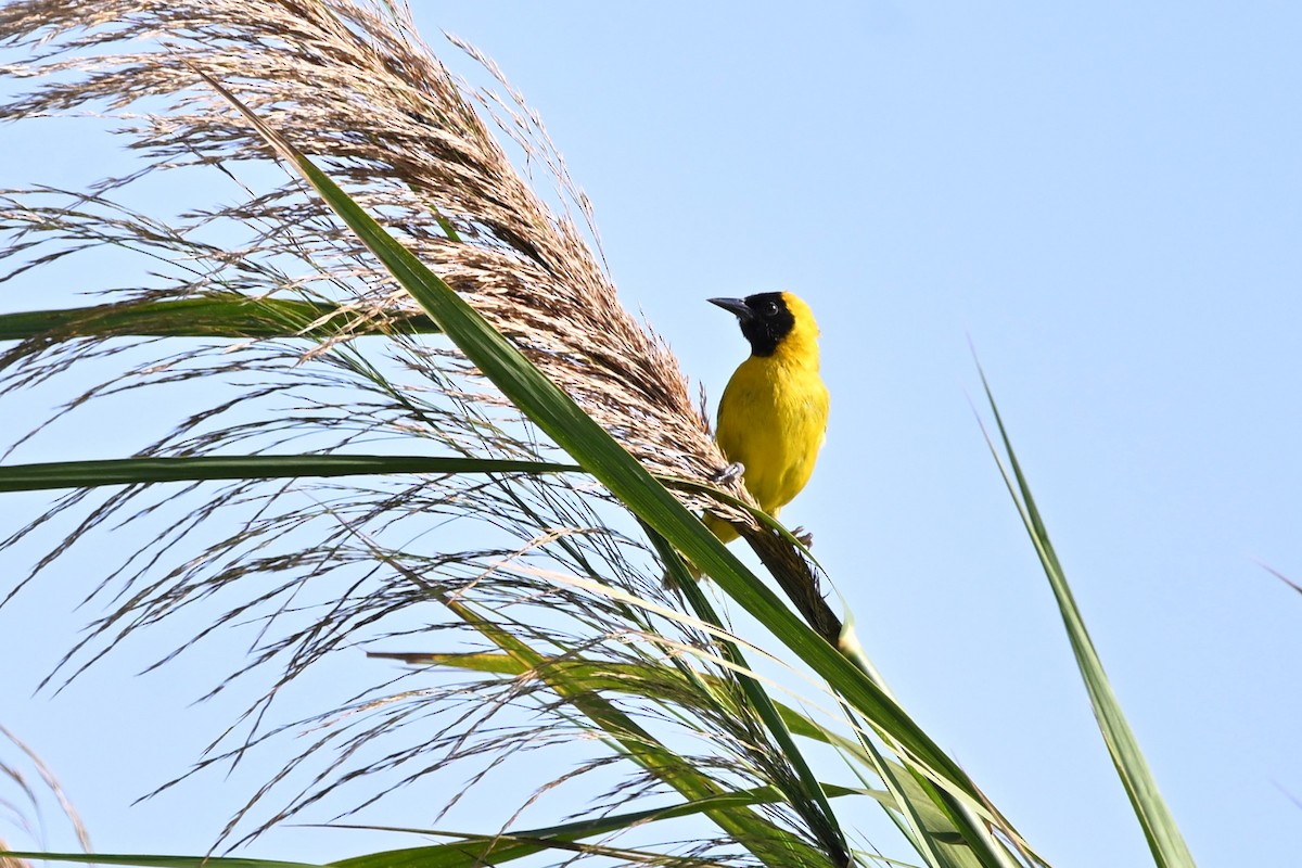 Slender-billed Weaver - ML636606901