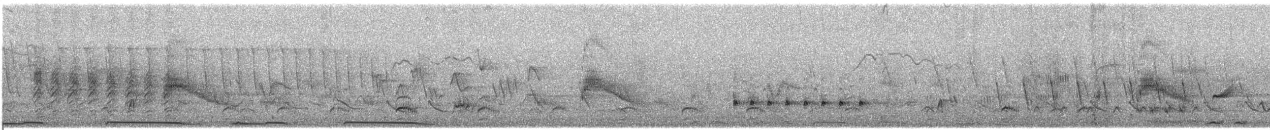 Couch's Kingbird - ML636606930