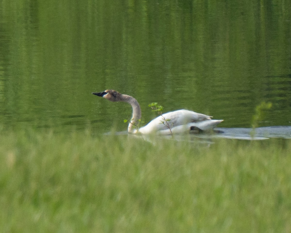 Trumpeter Swan - ML636606962