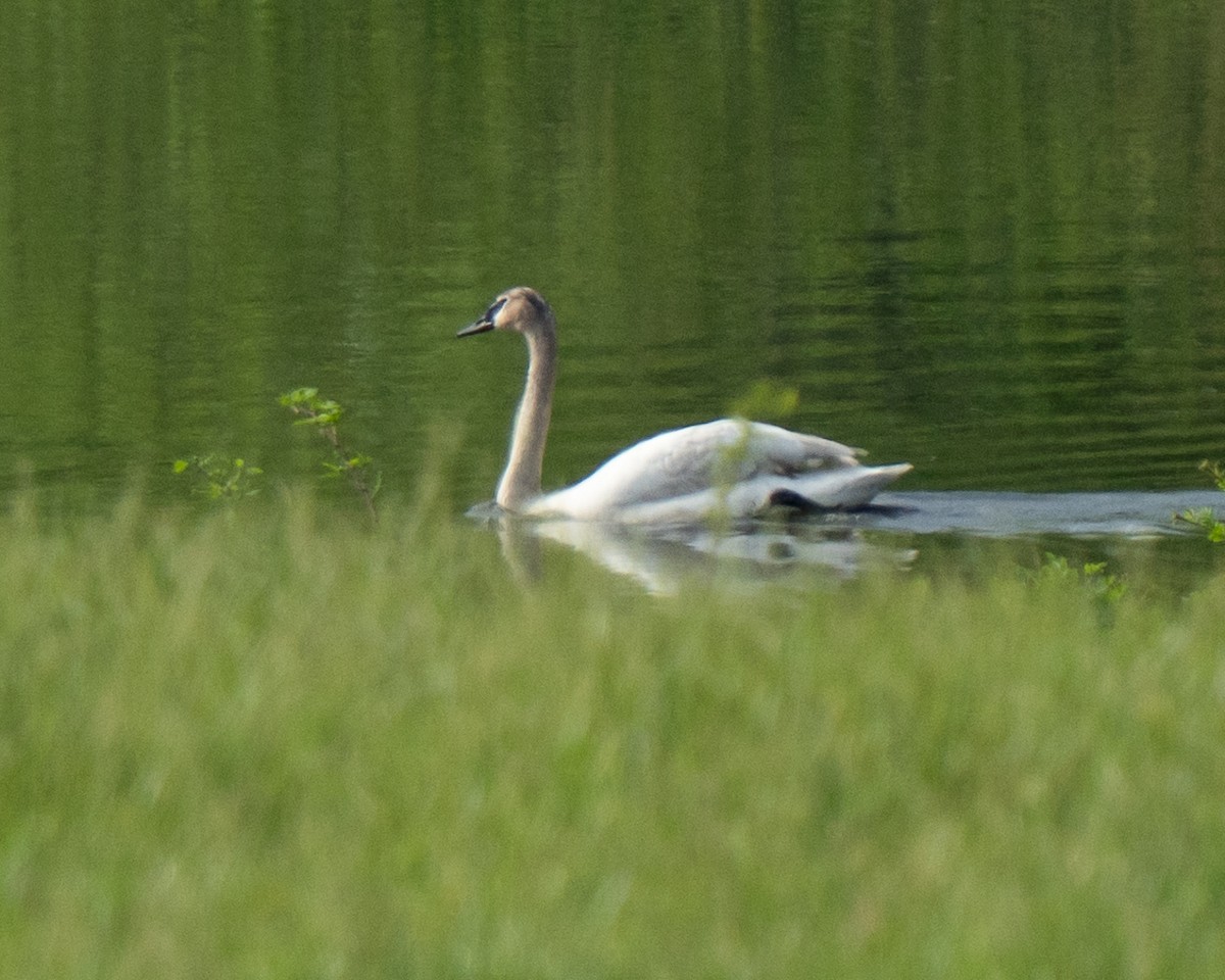 Trumpeter Swan - ML636606963