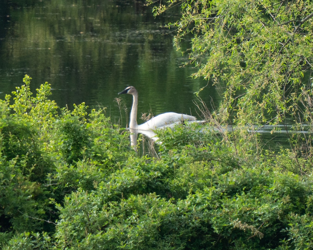 Trumpeter Swan - ML636606964