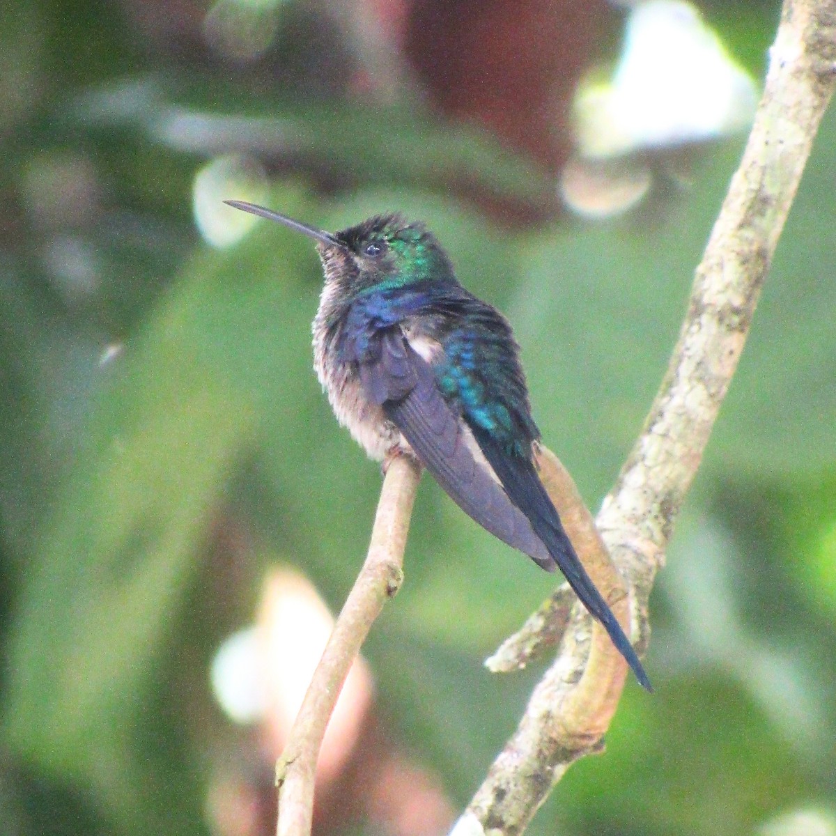 Long-tailed Woodnymph - ML636606966