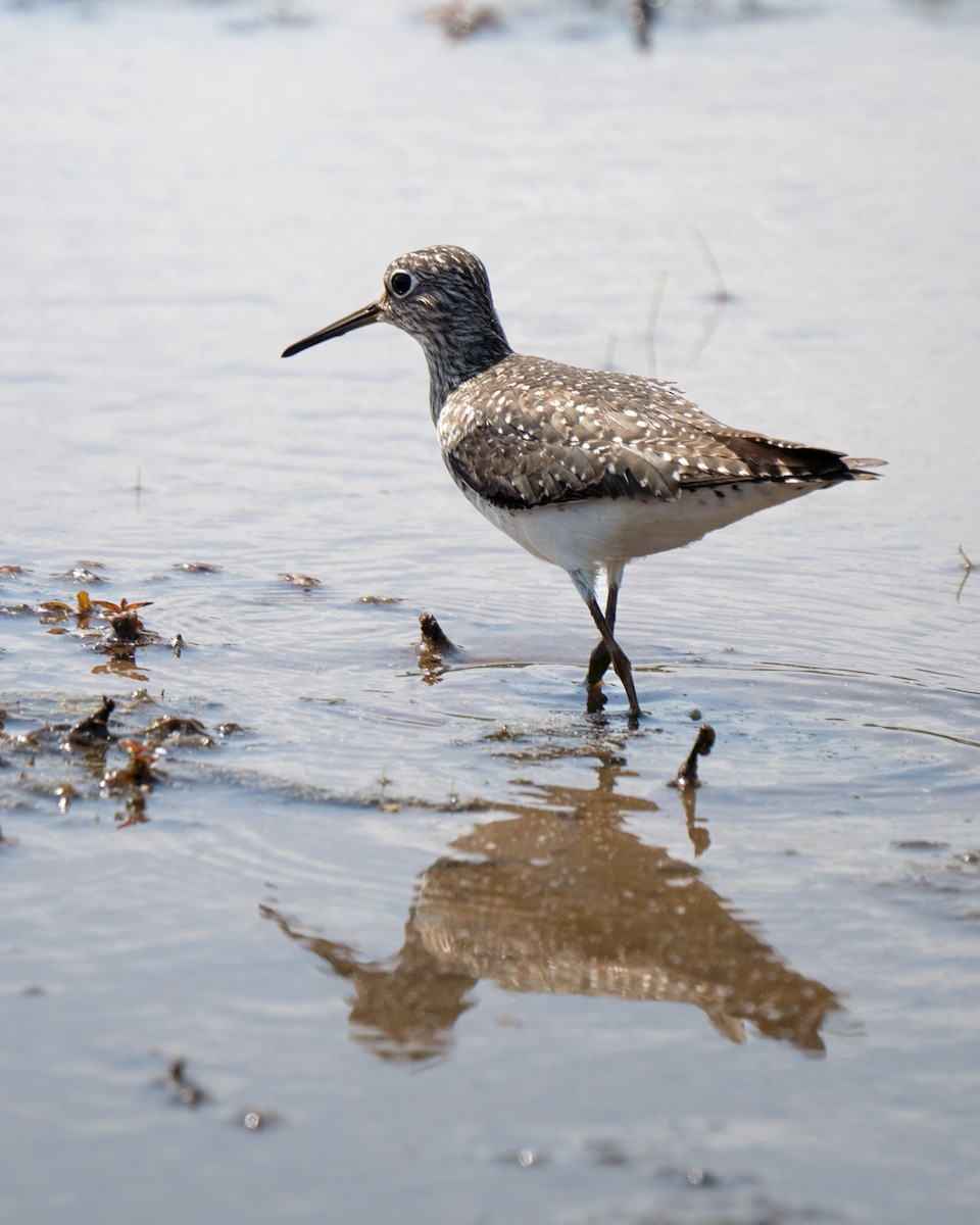 Solitary Sandpiper - ML636606988