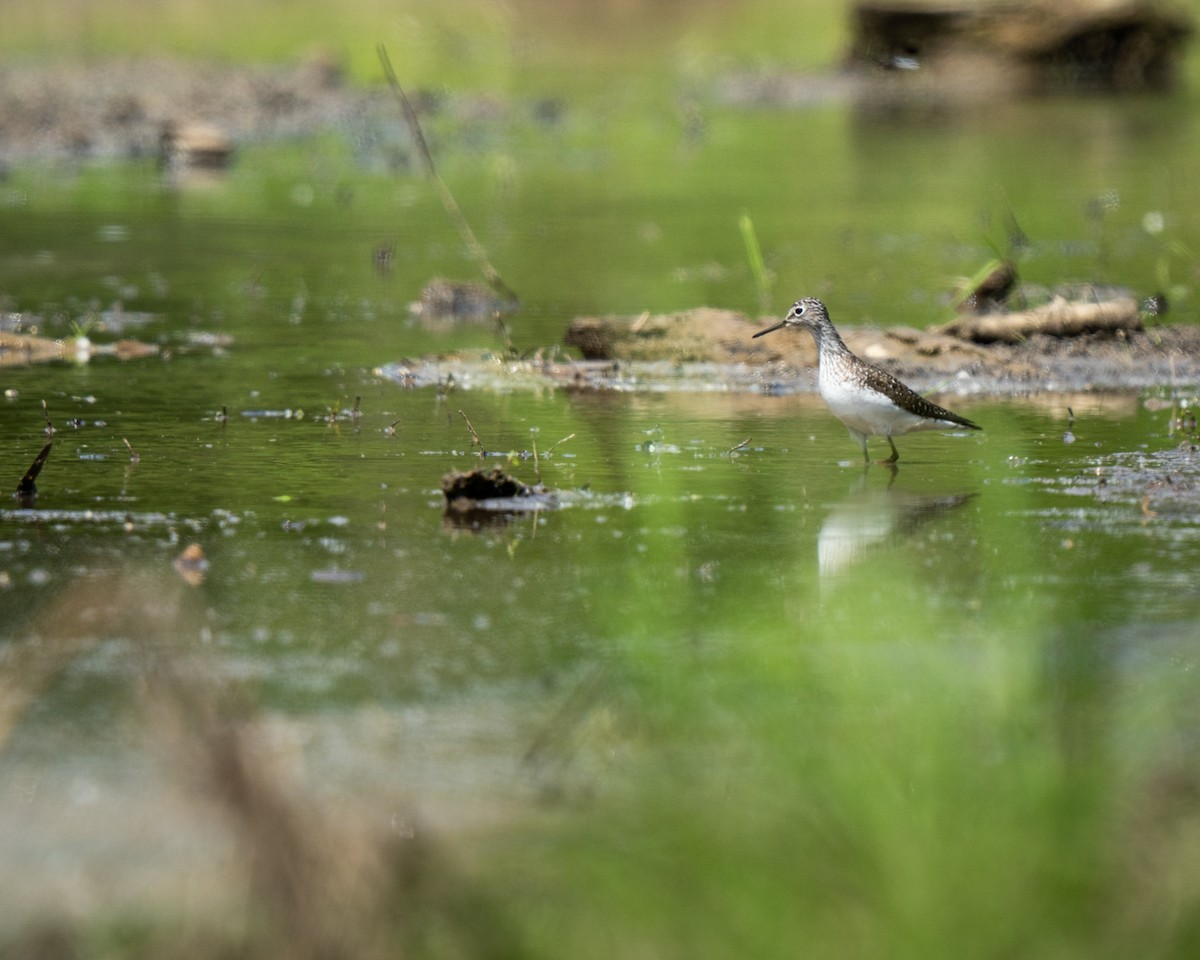 Solitary Sandpiper - ML636606989