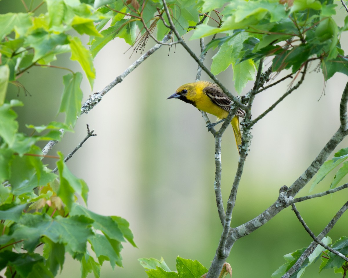 Orchard Oriole - ML636606992