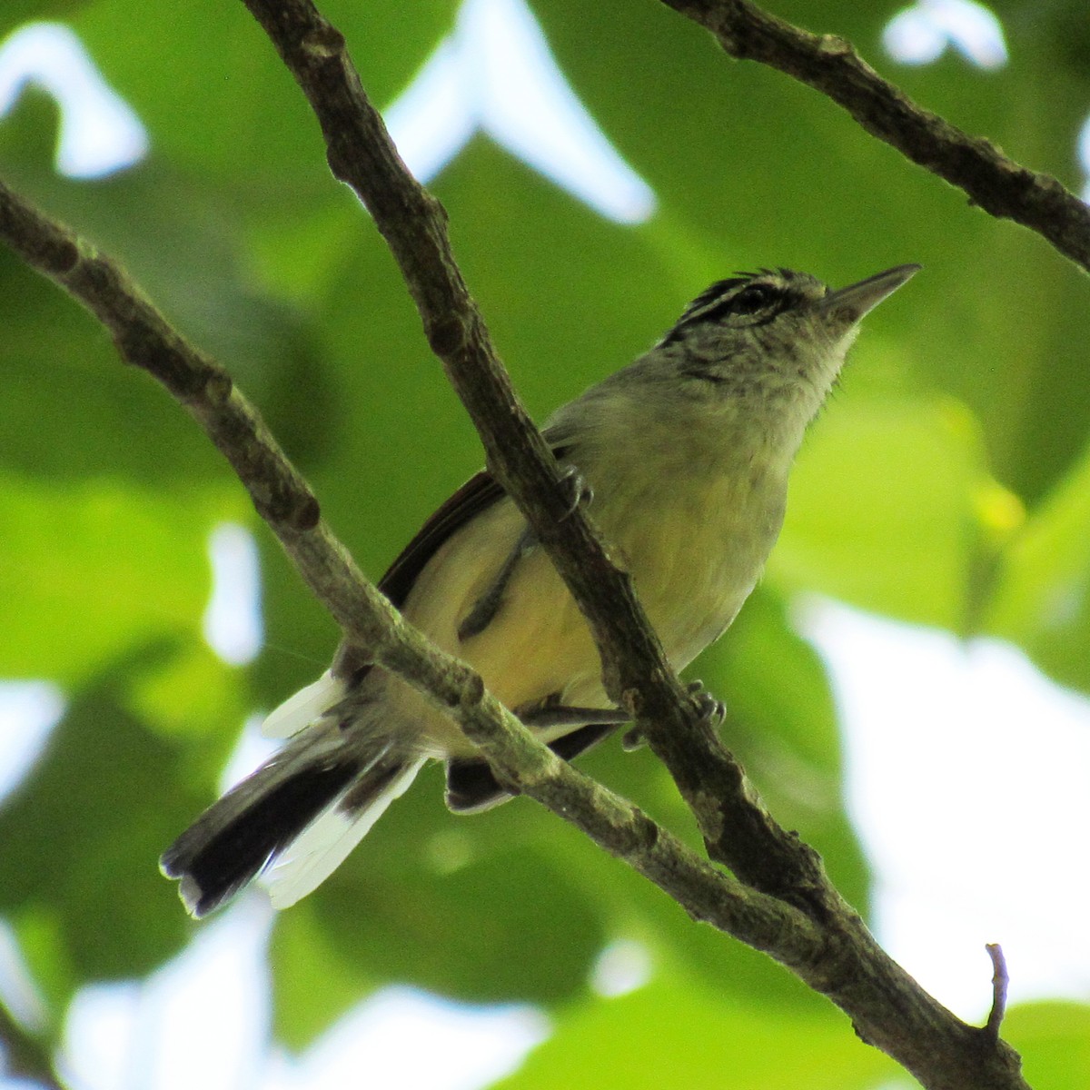 Rusty-winged Antwren - ML636607063