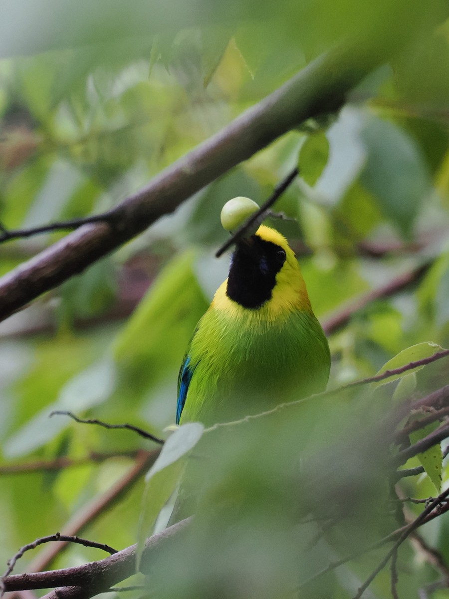 Blue-winged Leafbird - ML636607117