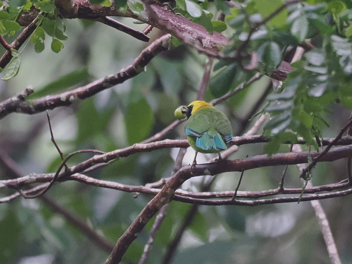 Blue-winged Leafbird - ML636607121