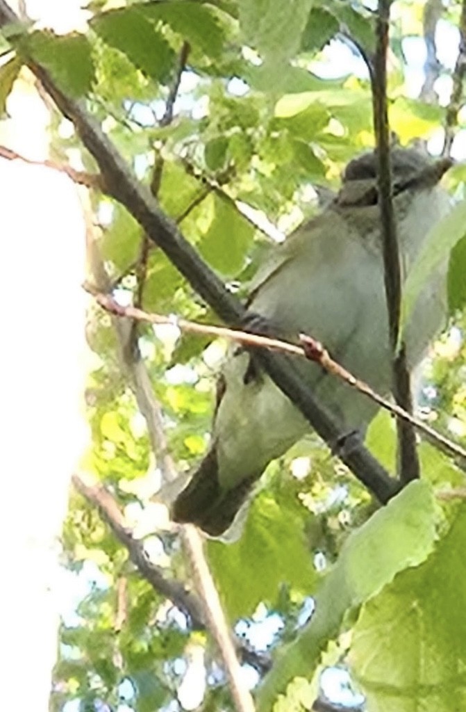 Red-eyed Vireo - ML636607133