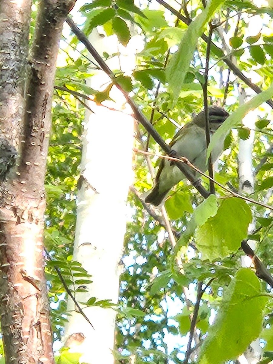 Red-eyed Vireo - ML636607134