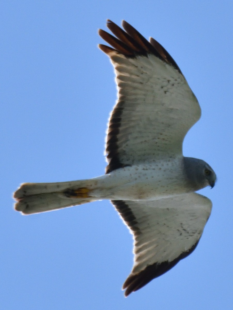 Northern Harrier - ML636607147