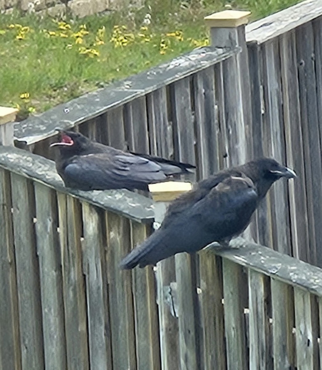 Common Raven - ML636607165