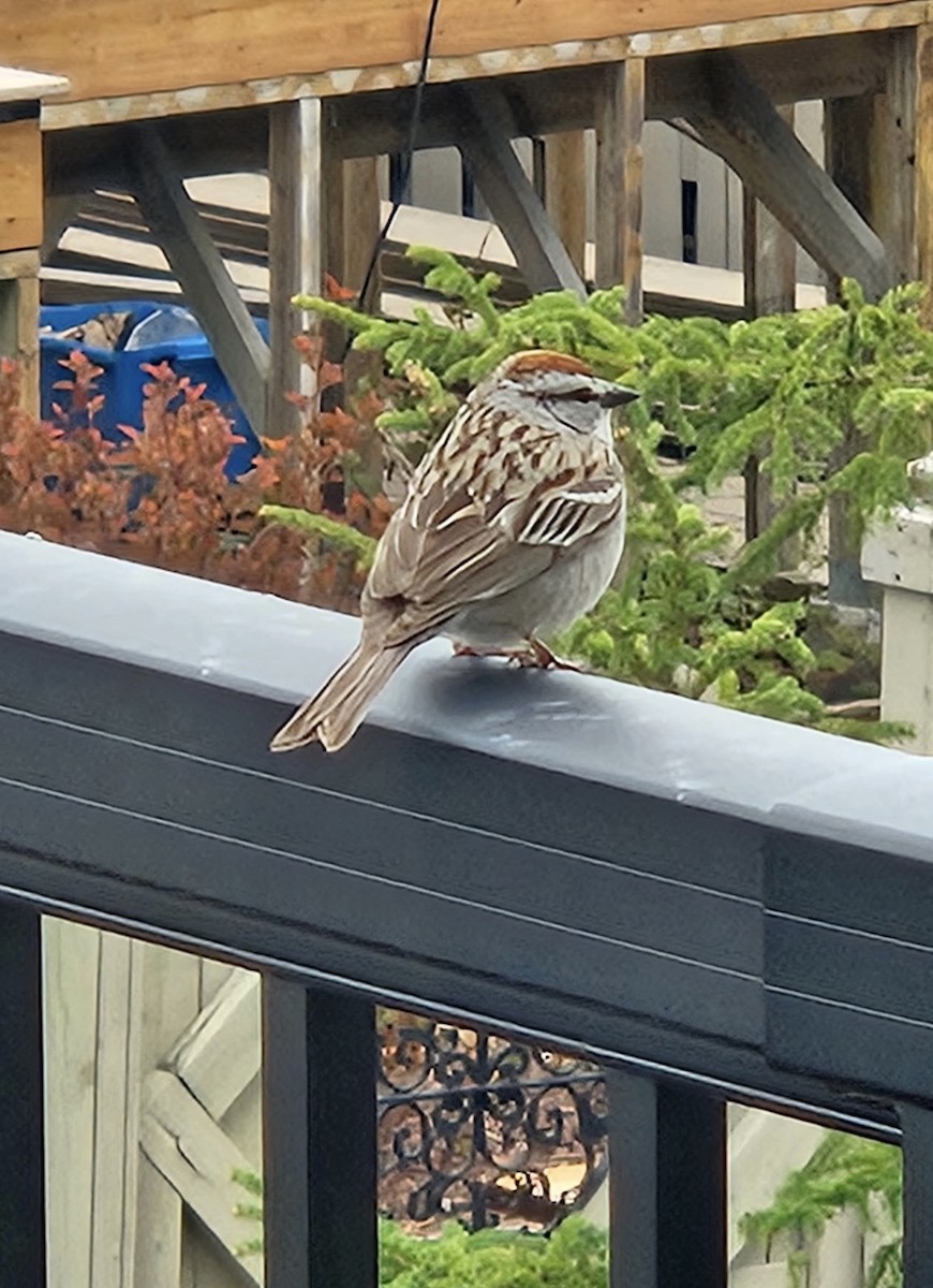 Chipping Sparrow - ML636607170