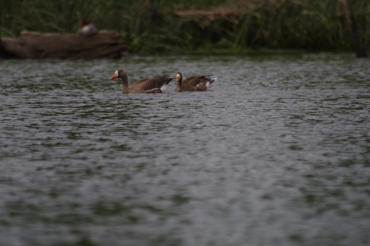 Greater White-fronted Goose - ML636607235