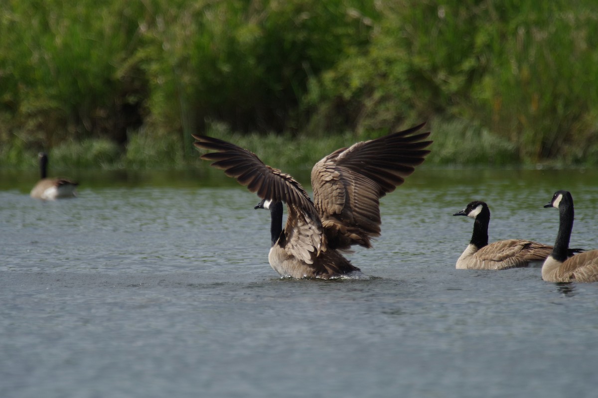 Canada Goose - ML636607241