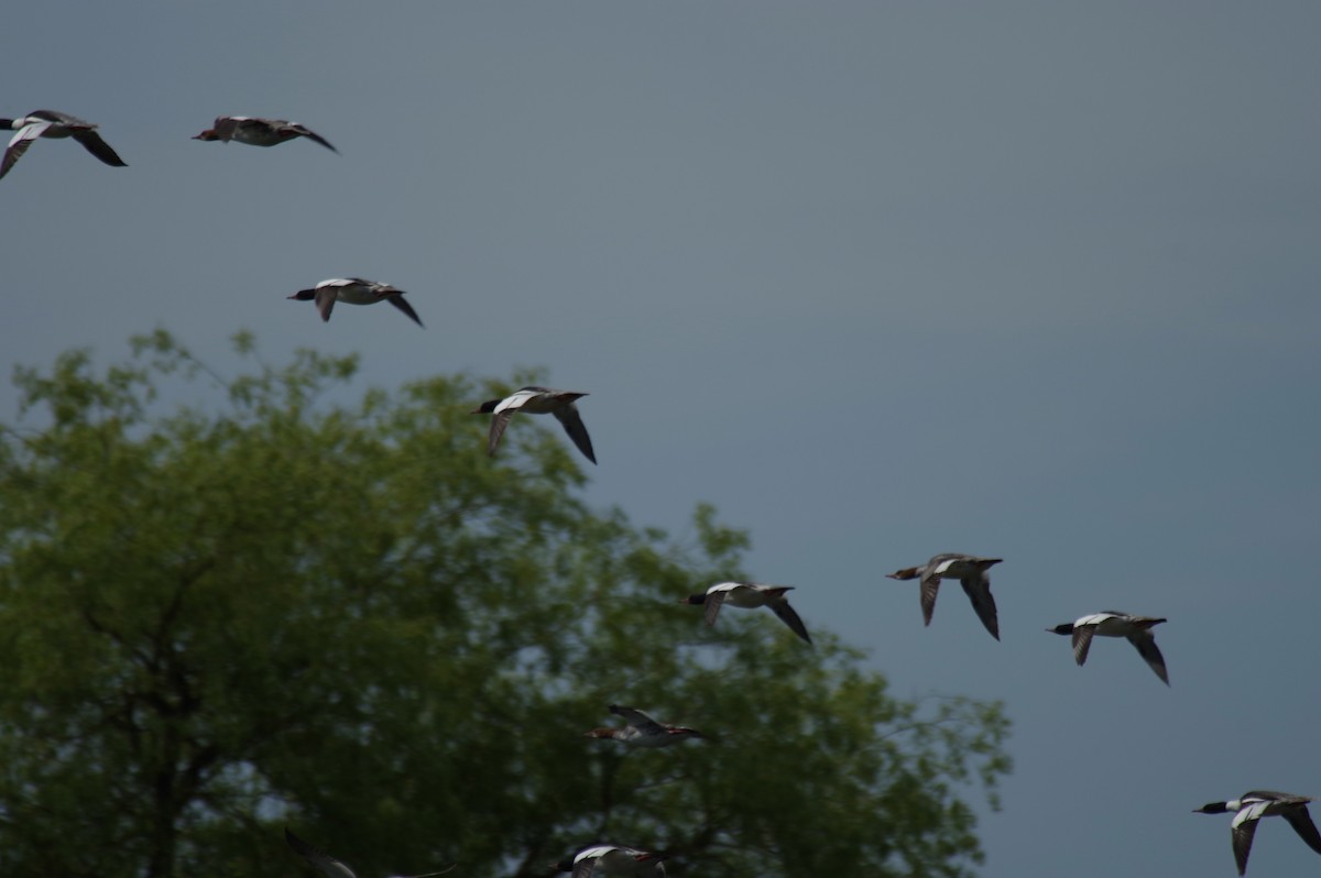 Common Merganser - ML636607244