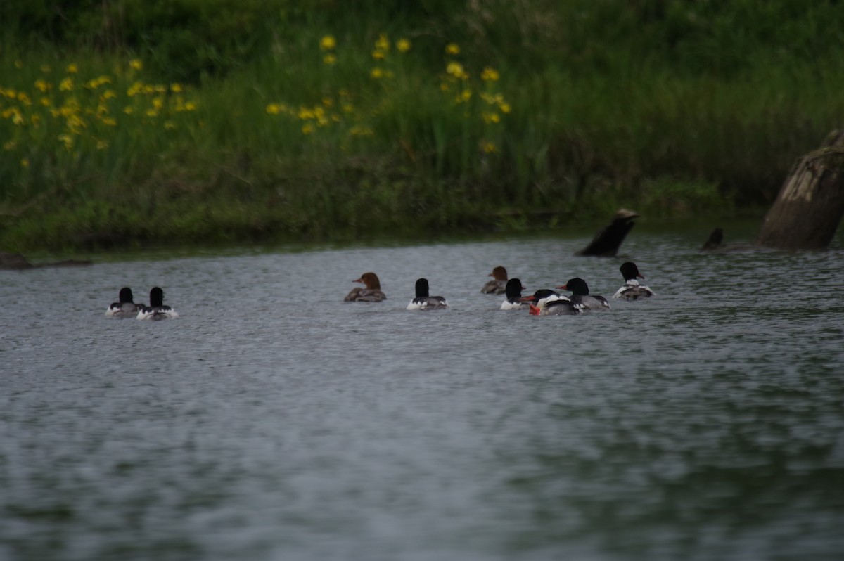 Common Merganser - ML636607245