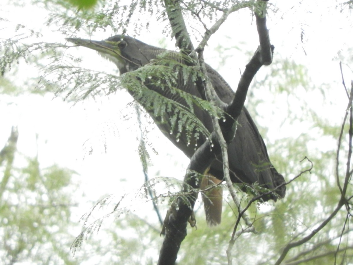 Fasciated Tiger-Heron - ML636607267