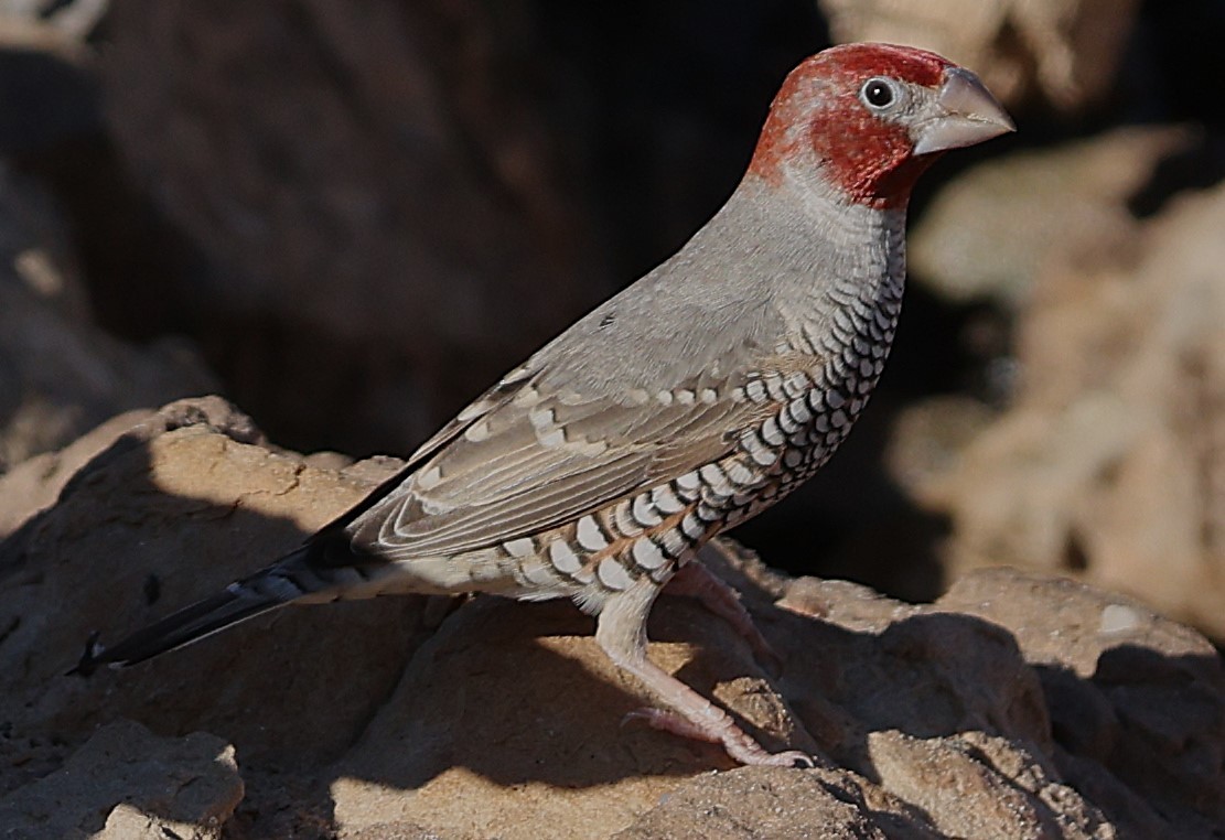 Red-headed Finch - ML636607275