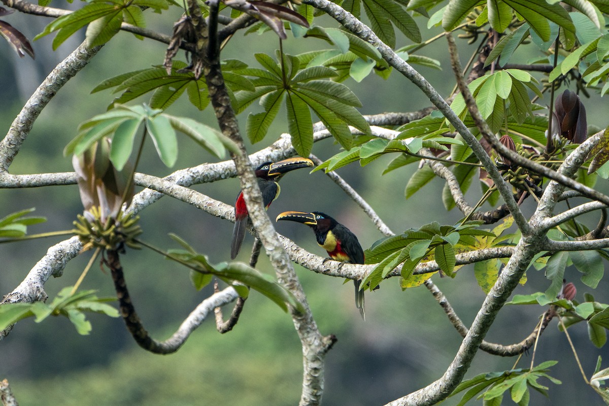 Chestnut-eared Aracari - ML636607410