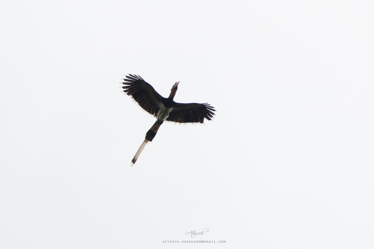 Helmeted Hornbill - ML636607437