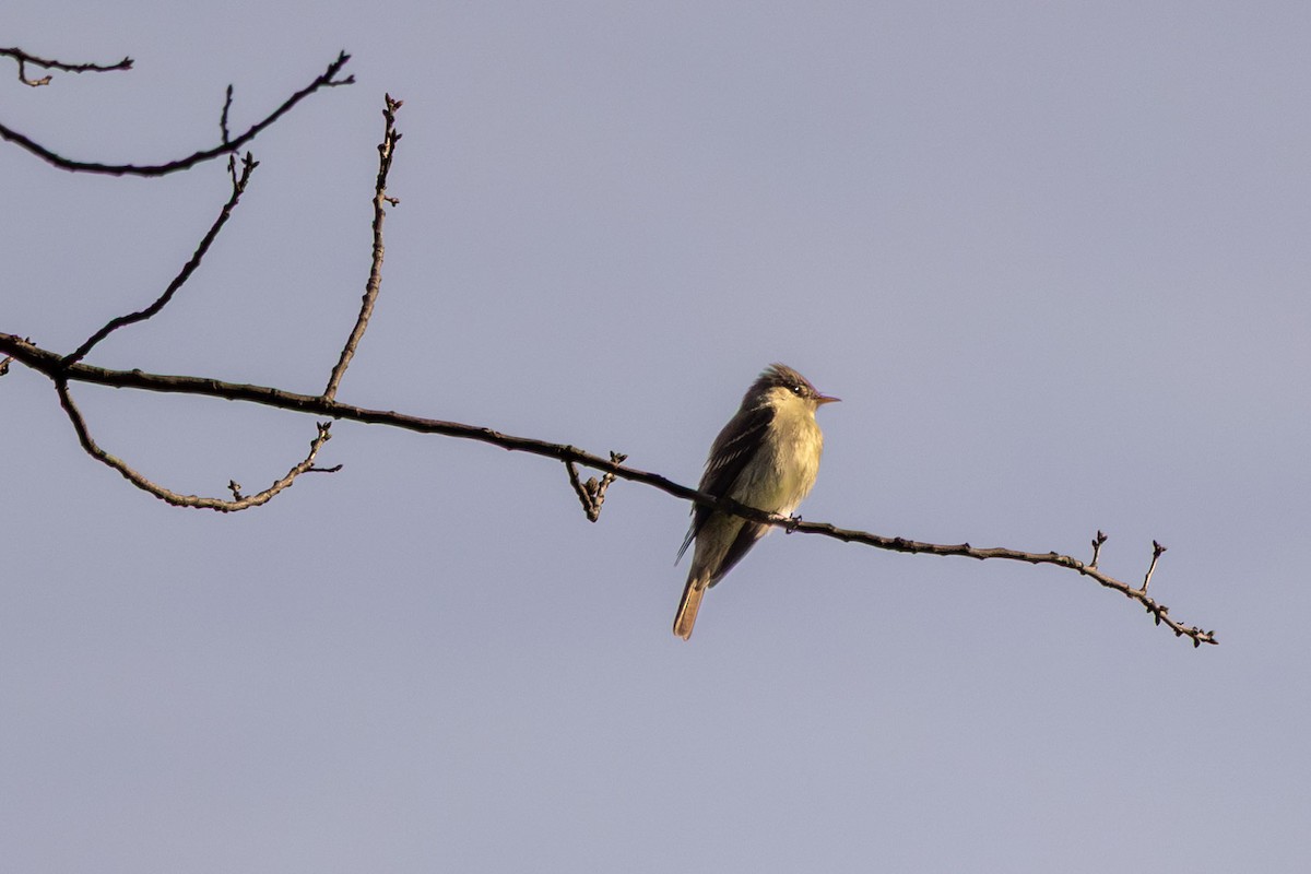 Eastern Wood-Pewee - ML636607442