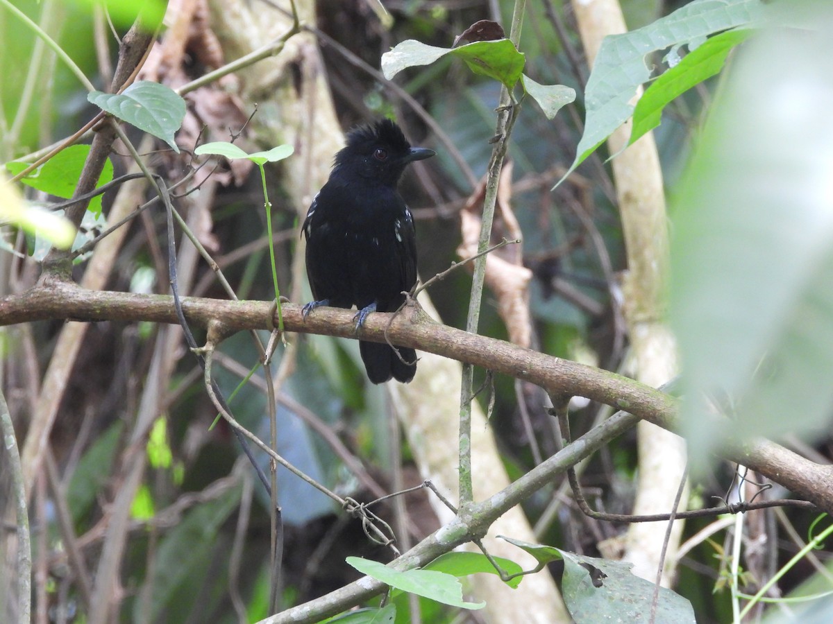 White-shouldered Antshrike - ML636607564