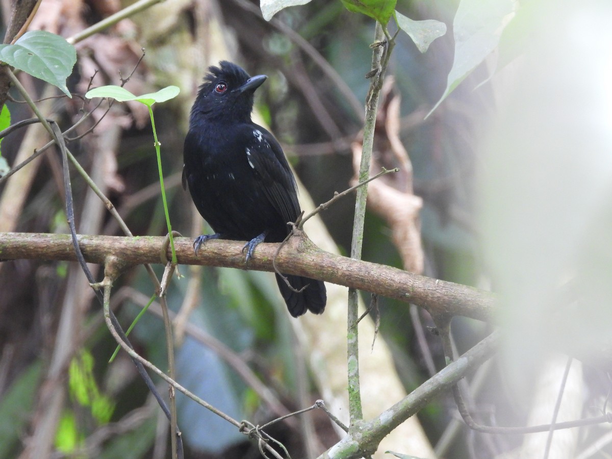 White-shouldered Antshrike - ML636607566