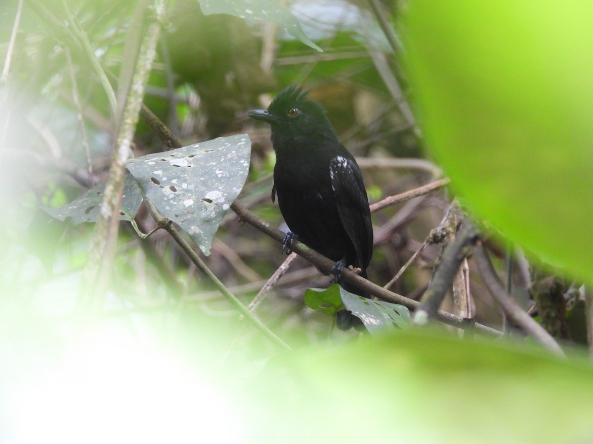White-shouldered Antshrike - ML636607567