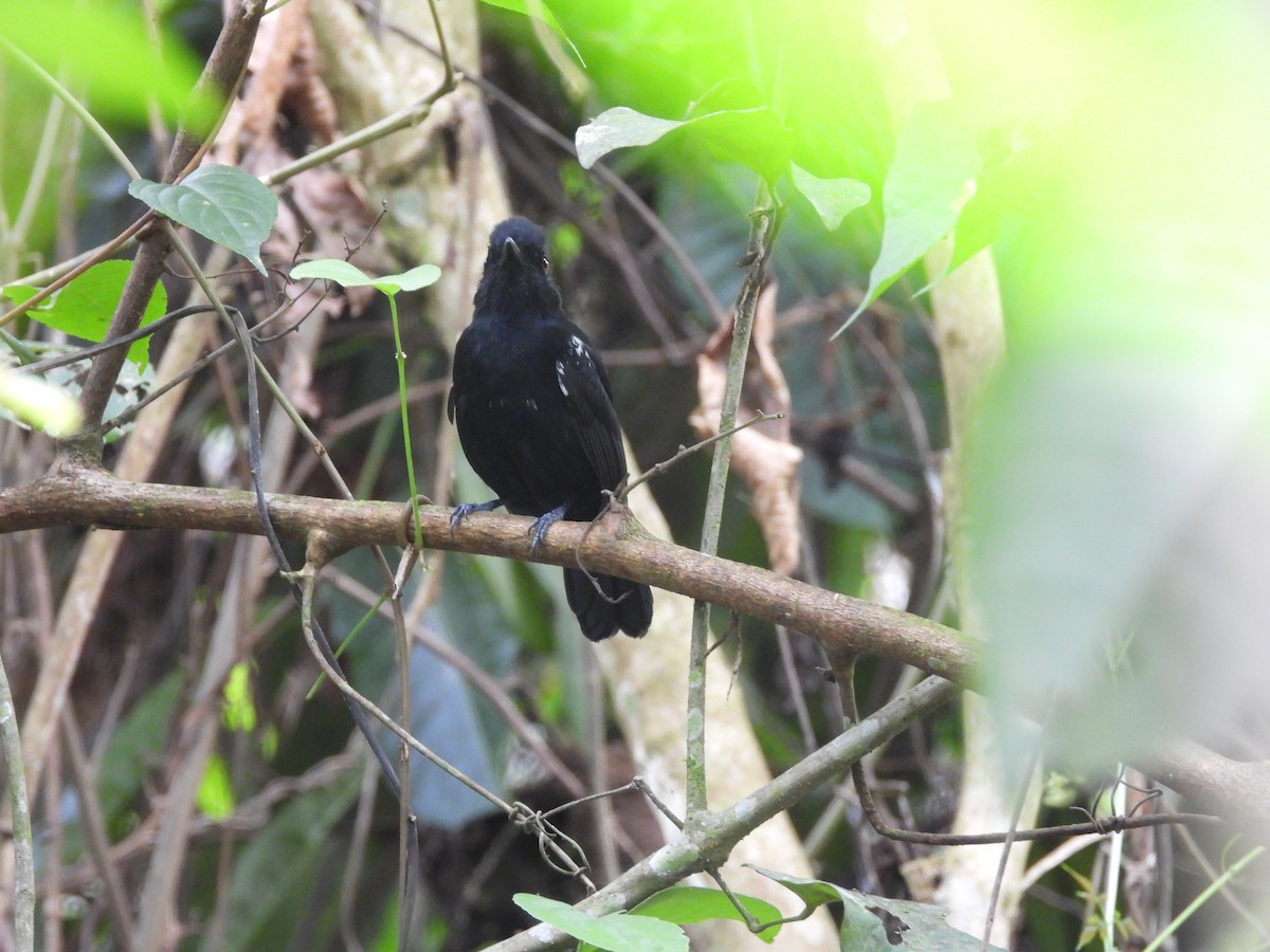 White-shouldered Antshrike - ML636607568