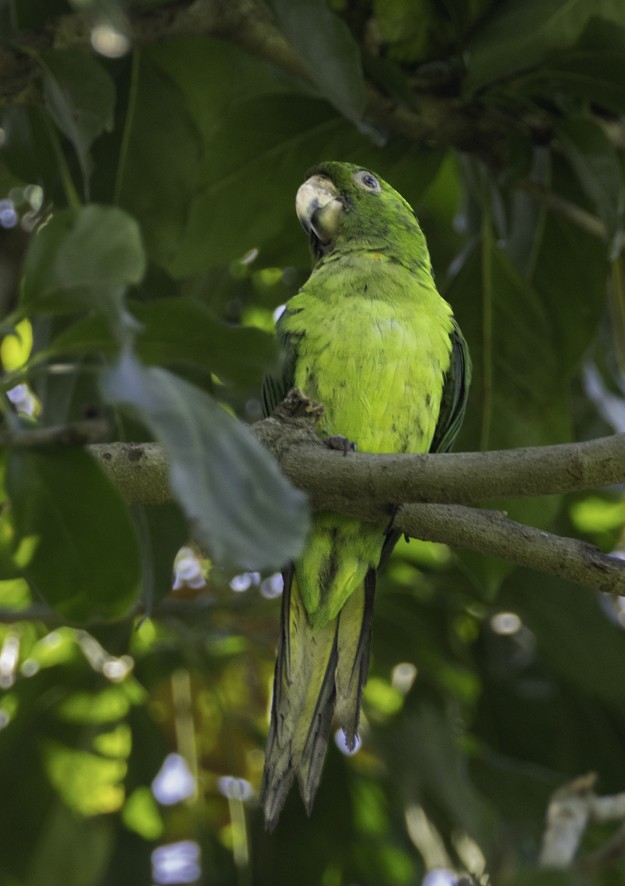 Pacific Parakeet - ML636607589