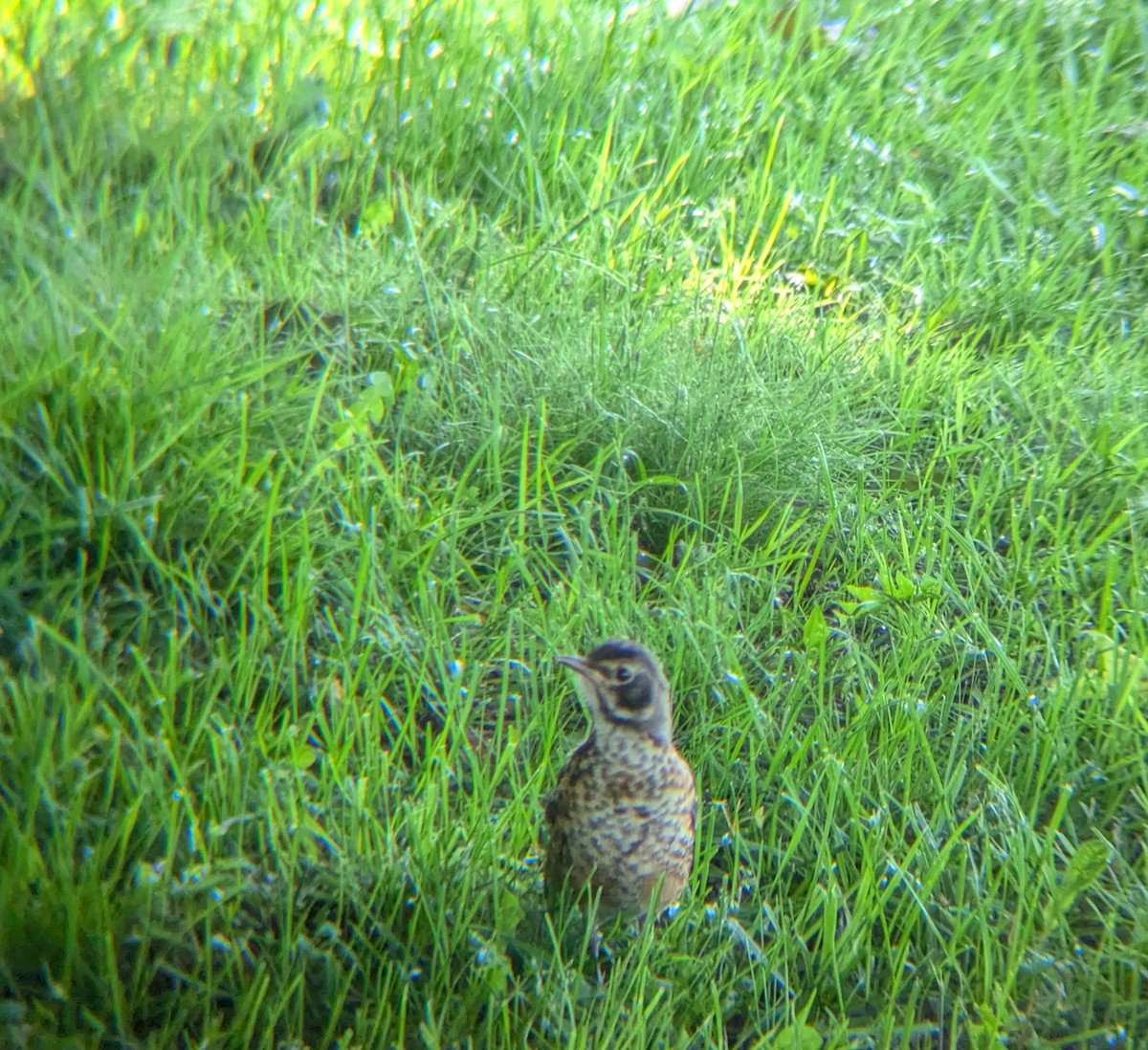 American Robin - ML636607644