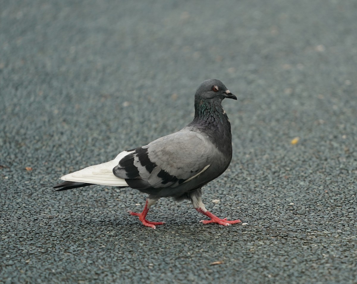 Rock Pigeon (Feral Pigeon) - ML636607722