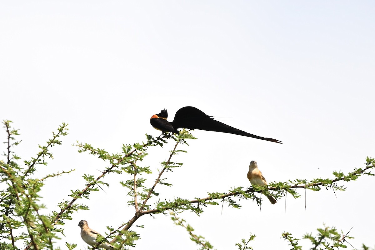 Eastern Paradise-Whydah - ML636607741