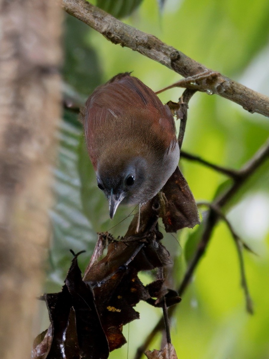 Chestnut-winged Babbler - ML636607842