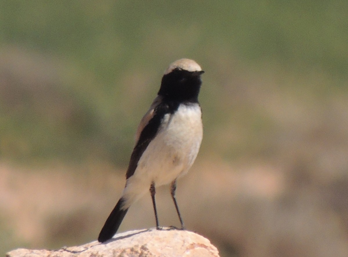 Desert Wheatear - ML636607858