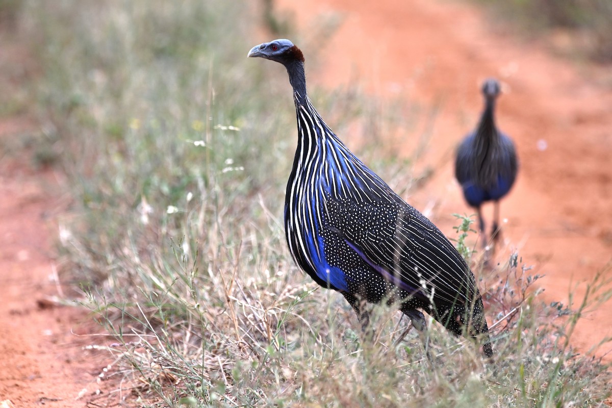 Vulturine Guineafowl - ML636607862