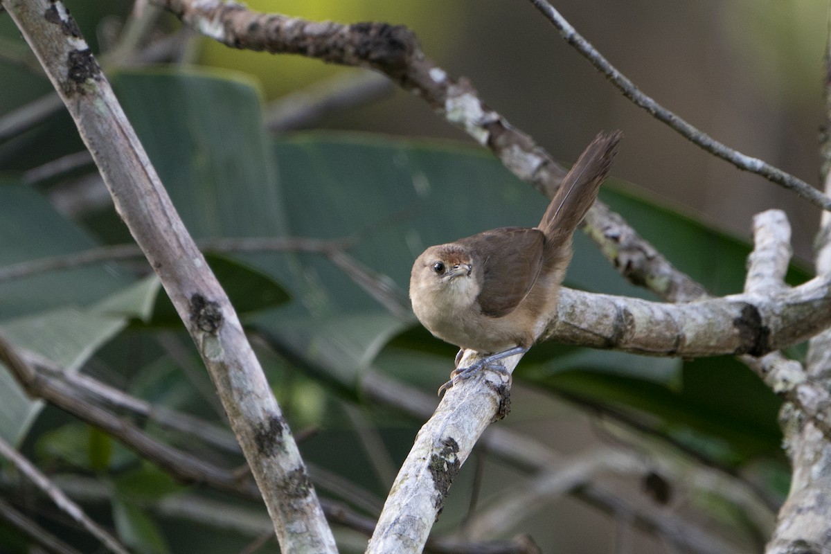 Rufous-fronted Thornbird - ML636607865