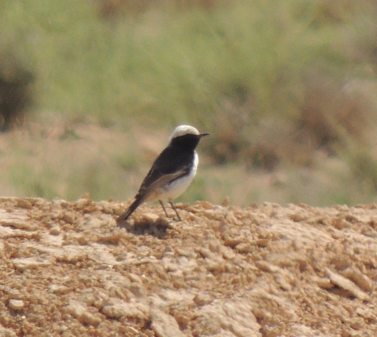 Red-rumped Wheatear - ML636607866