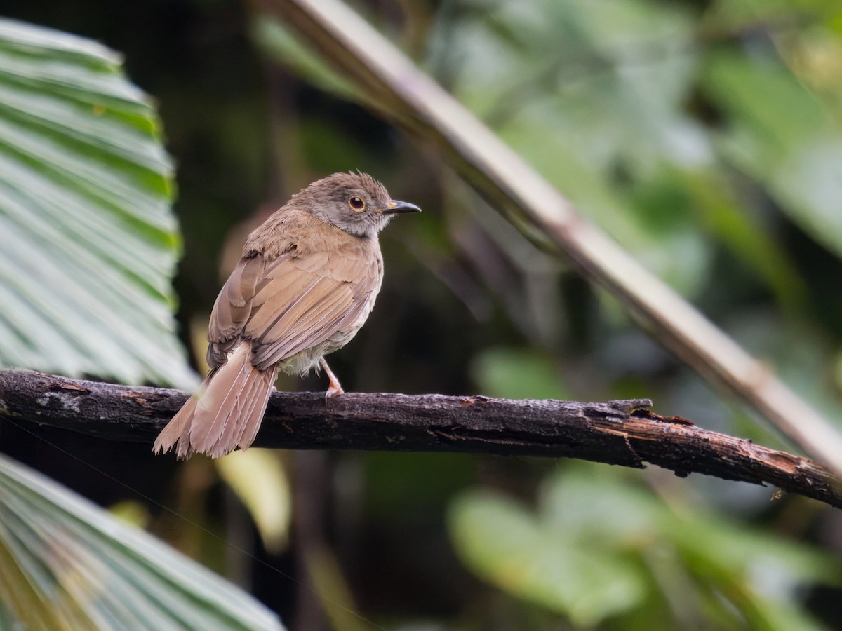 bulbul brýlatý - ML636607876