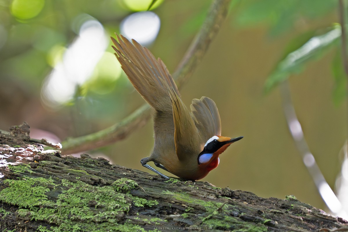 Malaysian Rail-babbler - ML636607923