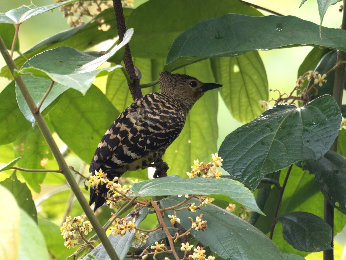 Buff-rumped Woodpecker - ML636607931